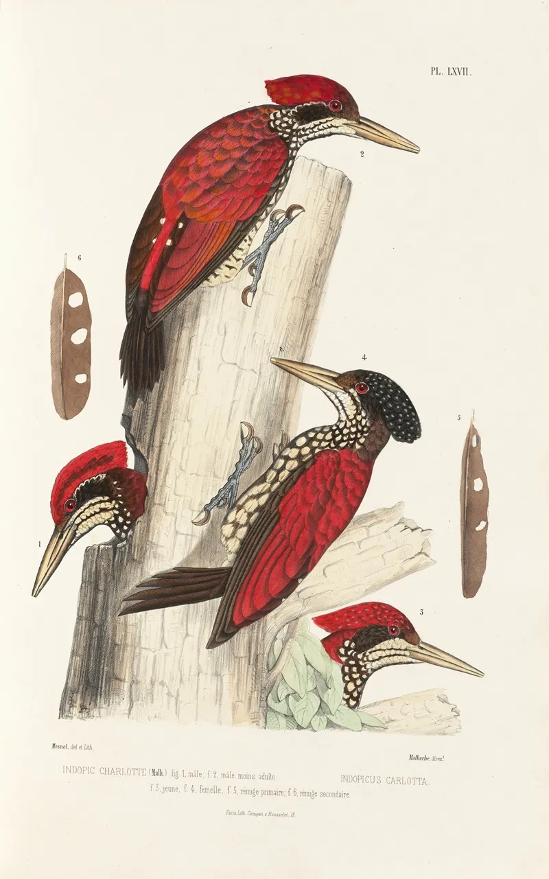 Monographie Des Picidees Pl06