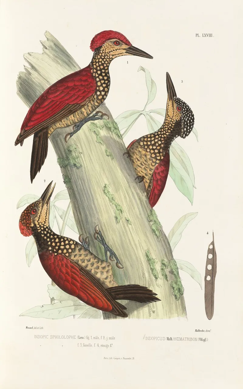 Monographie Des Picidees Pl07