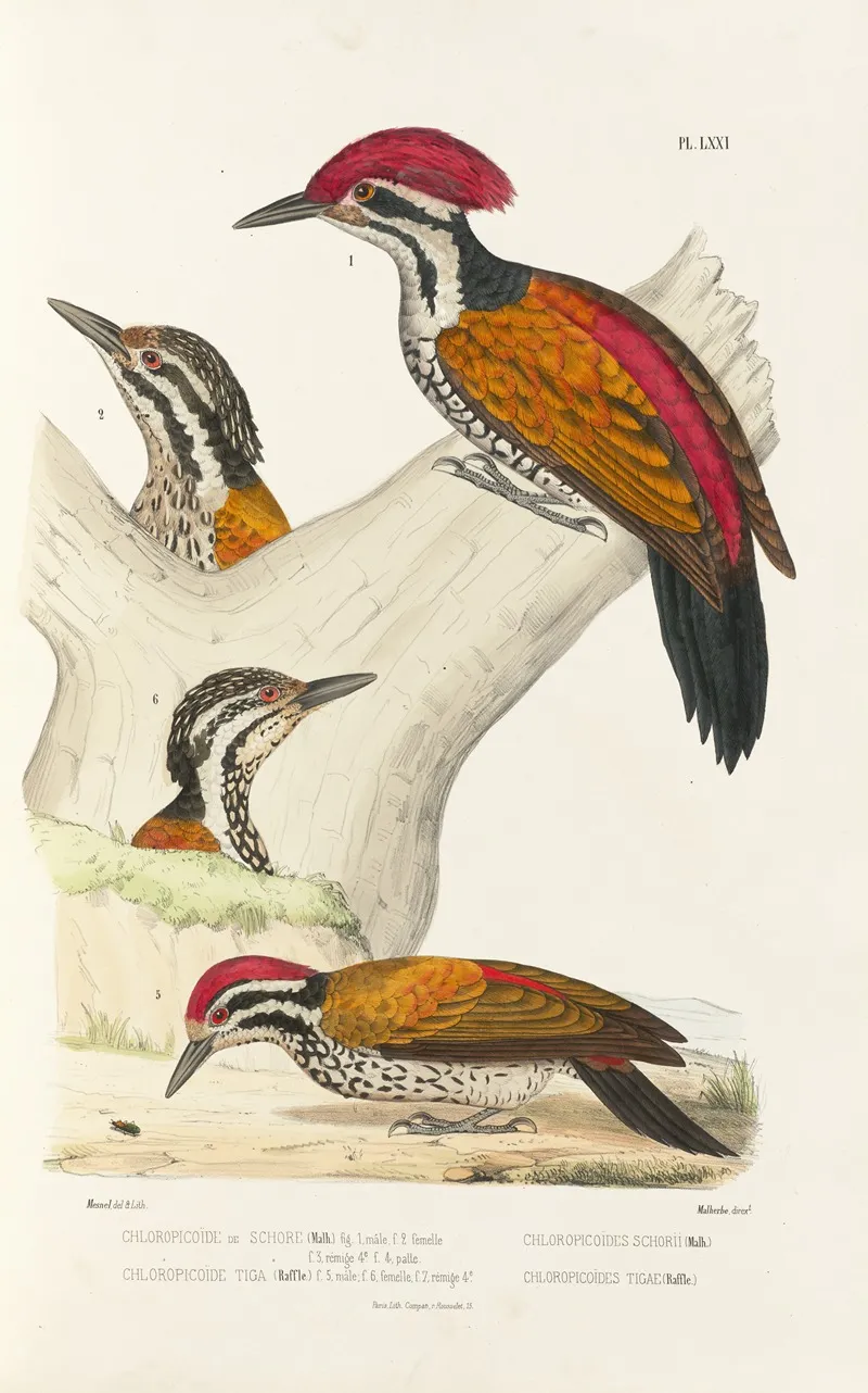 Monographie Des Picidees Pl10