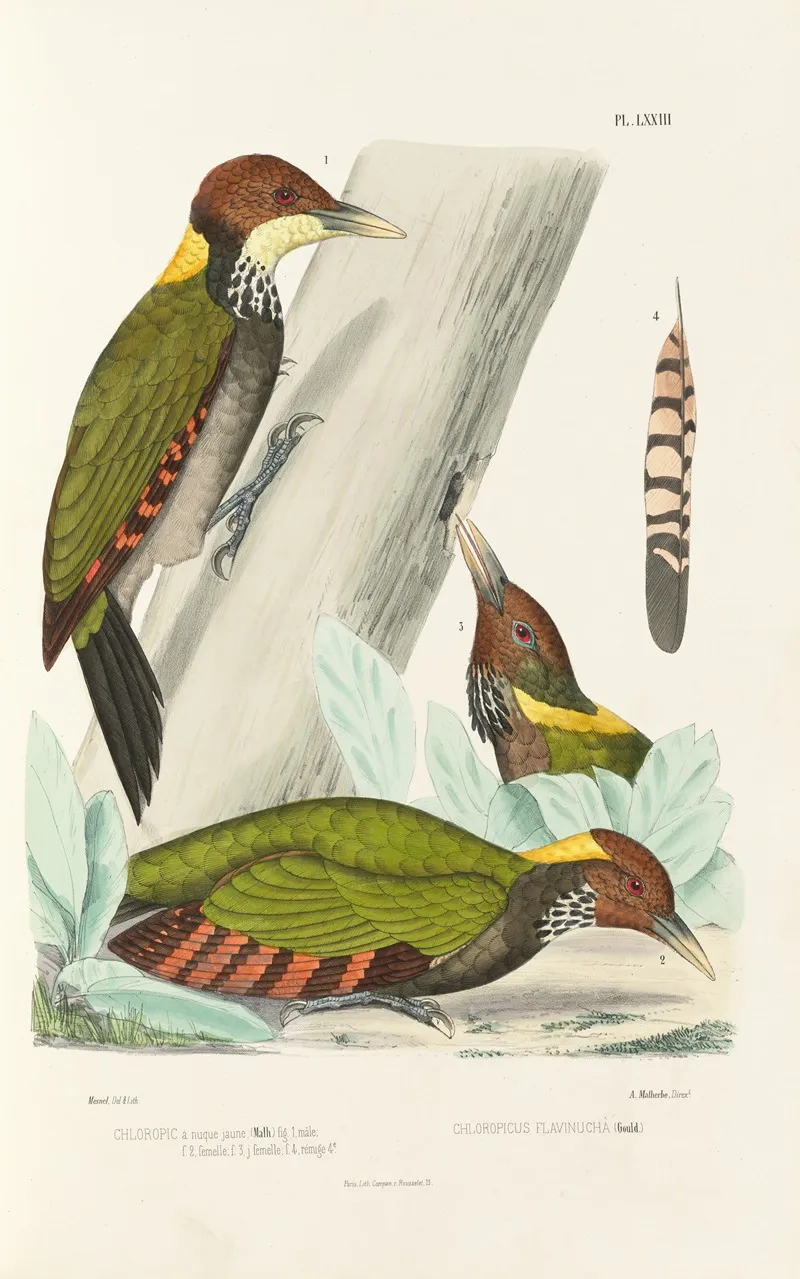 Monographie Des Picidees Pl12