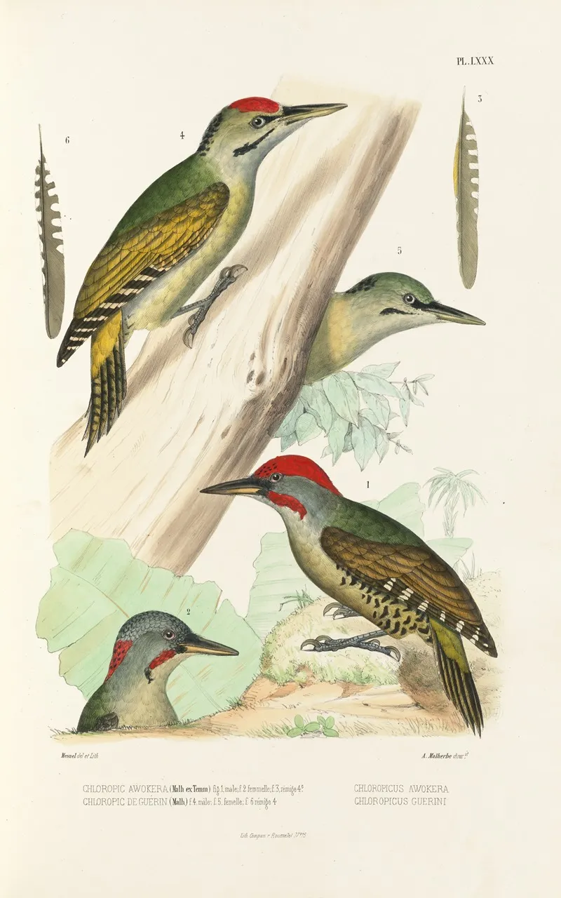 Monographie Des Picidees Pl19