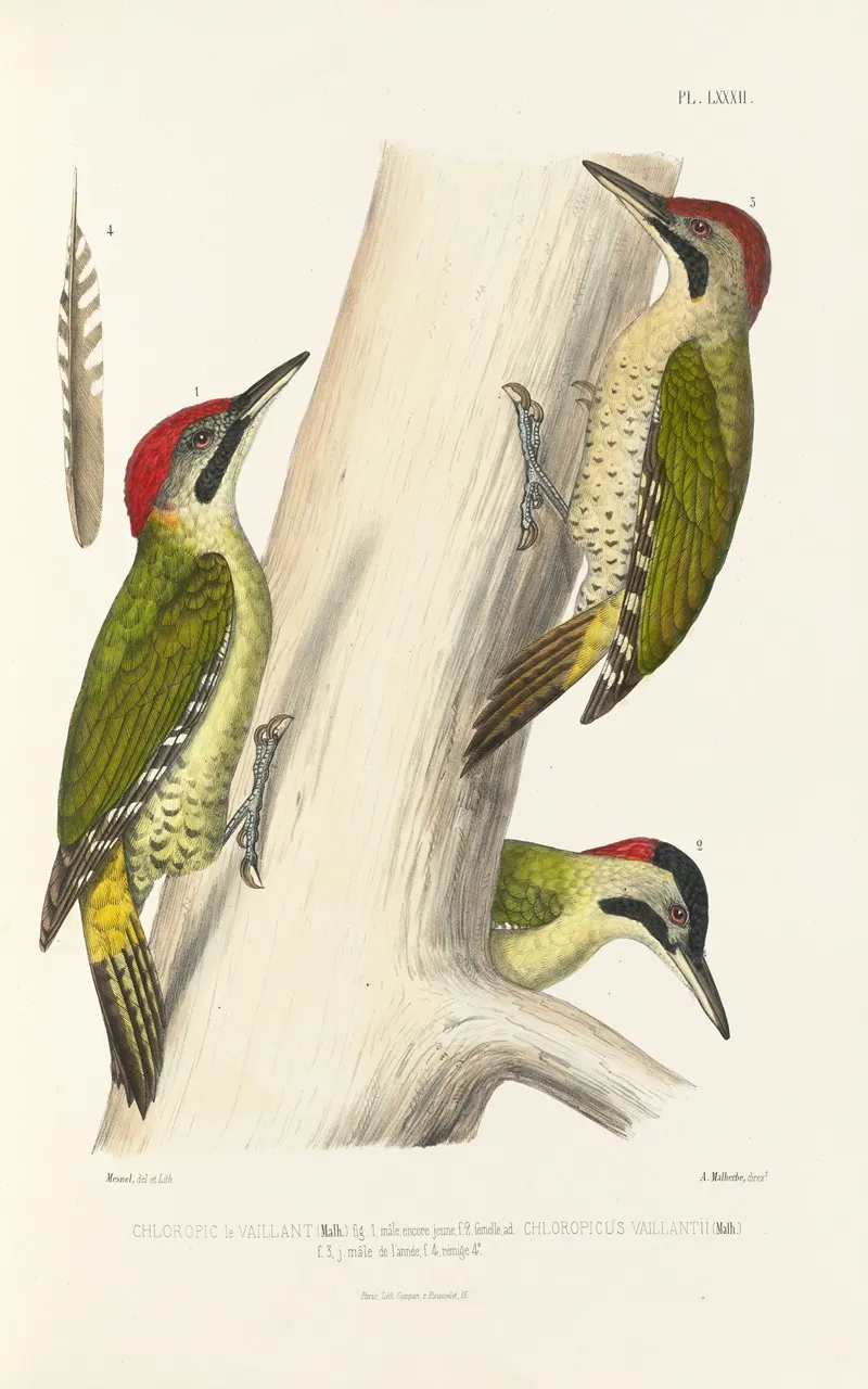 Monographie Des Picidees Pl21