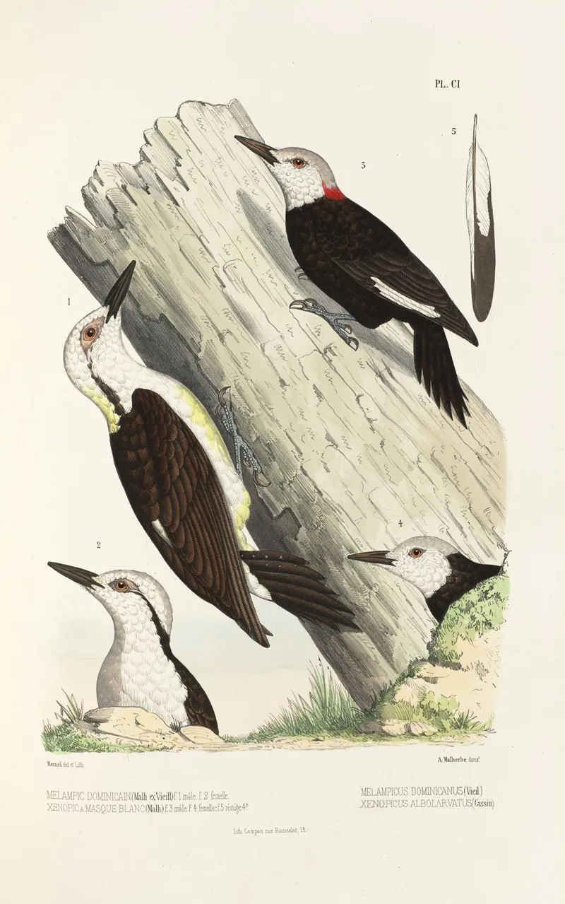 Monographie Des Picidees Pl30