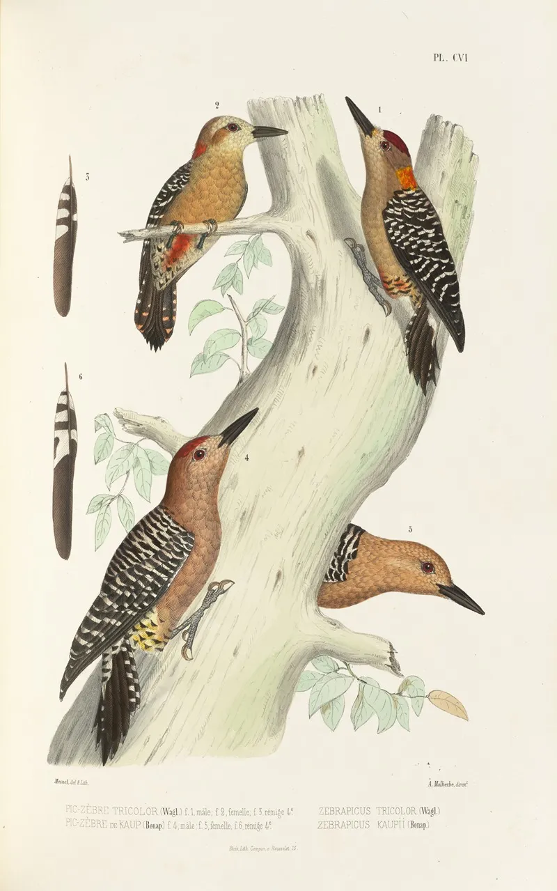 Monographie Des Picidees Pl35