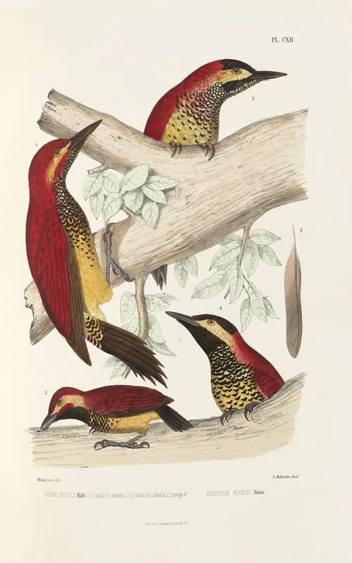 Monographie Des Picidees Pl41