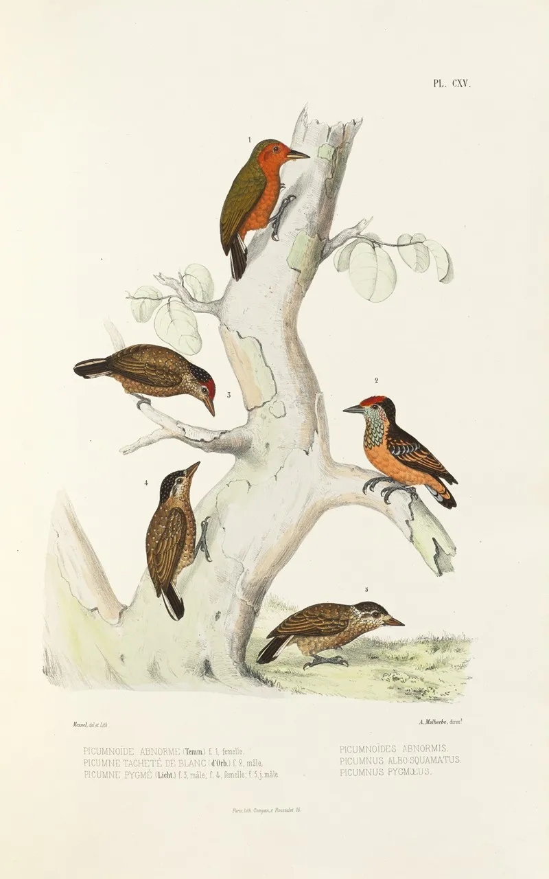 Monographie Des Picidees Pl44