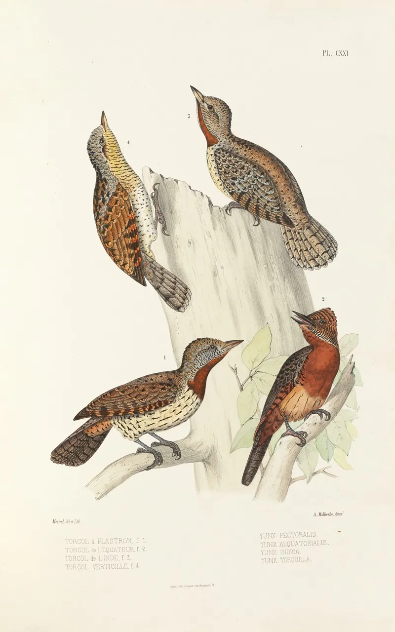 Monographie Des Picidees Pl50