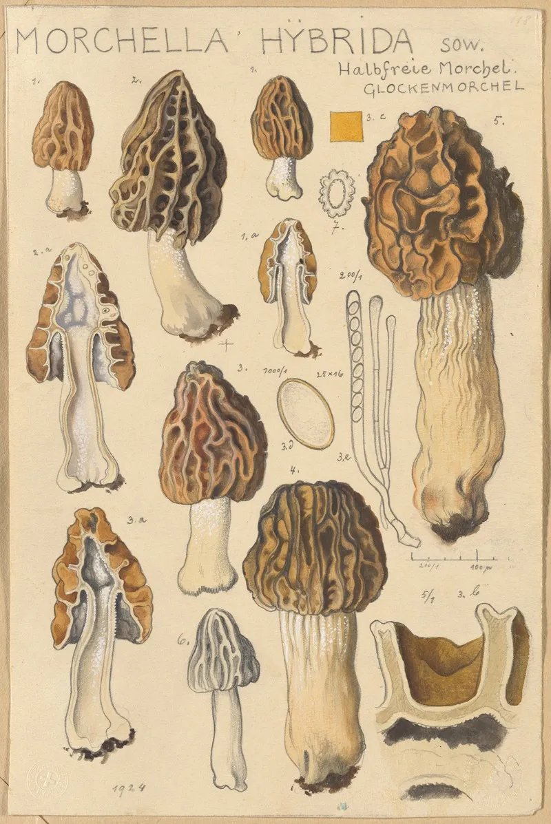 Morchella Hybrida by Hans Walty - Canvas Print