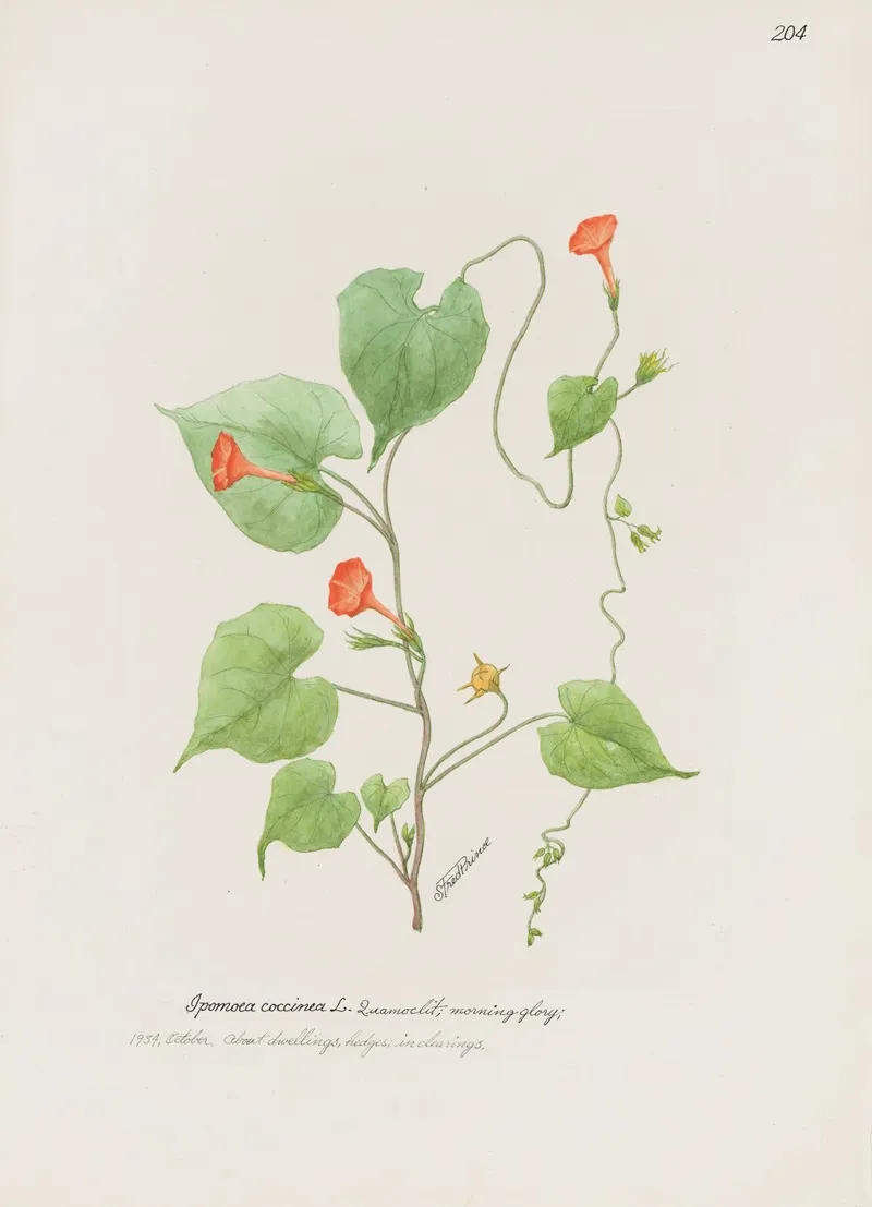 Morning Glory 3 by S. Fred Prince - Canvas Print