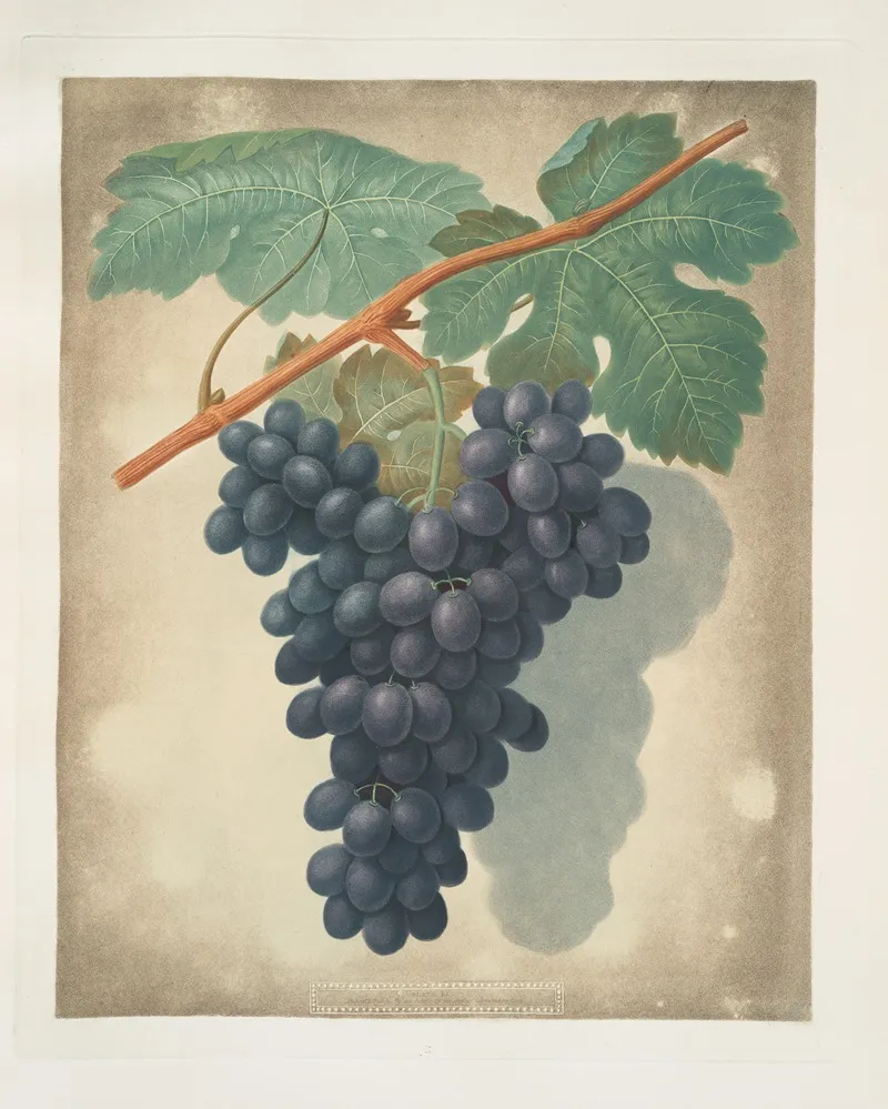 Morocco Grape