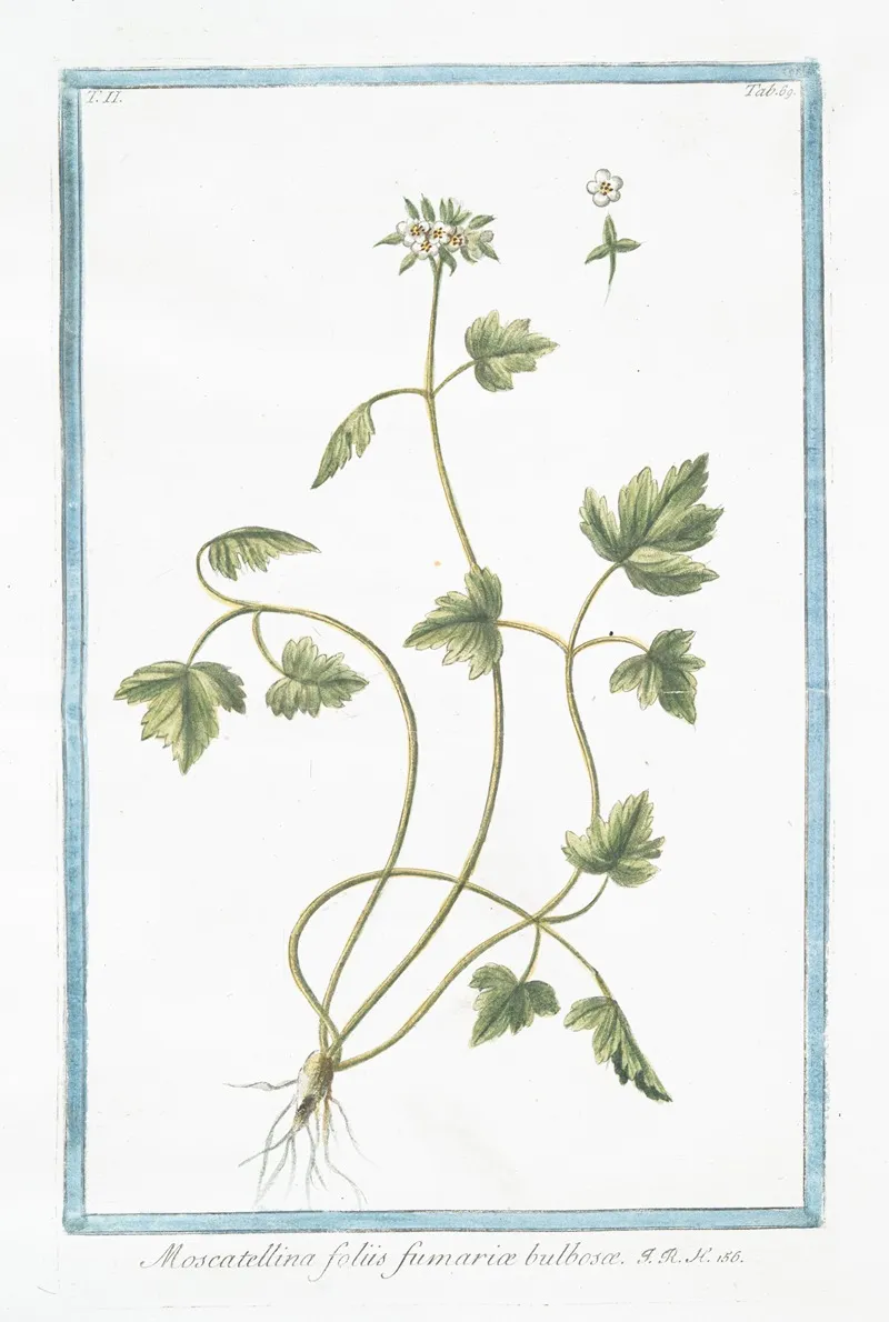 Moscattelina Foliis Fumariae Bulbosae