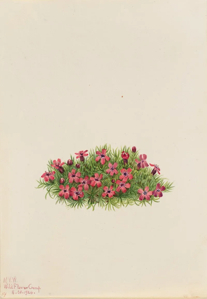 Moss Campion Silene Acaulis 2