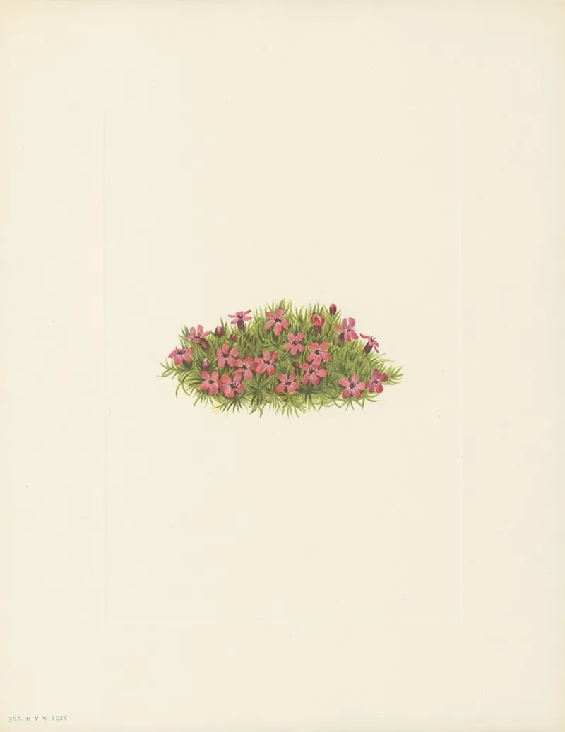 Moss Campion Silene Acaulis 3