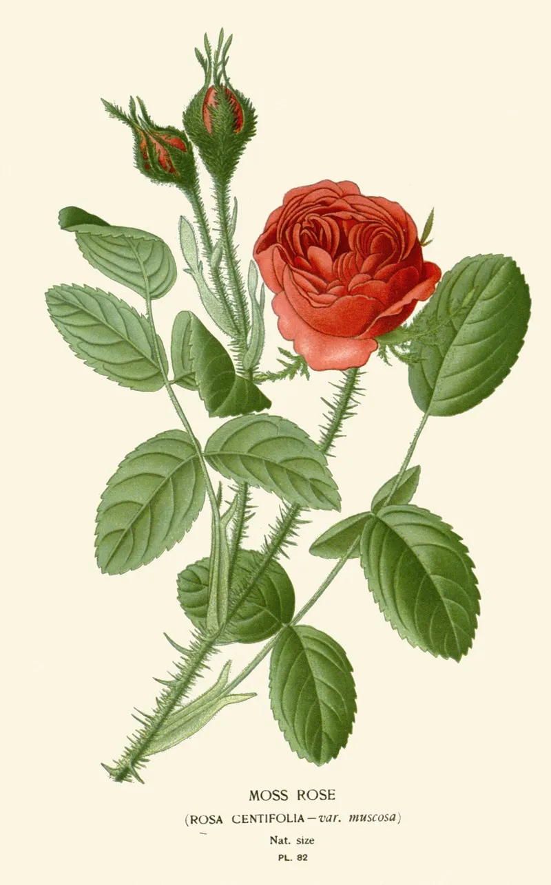 Moss Rose 2 by Edward Step - Canvas Print