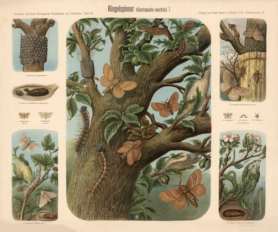 Moths Gastropacha Neustria by Albert Kull - Canvas Print