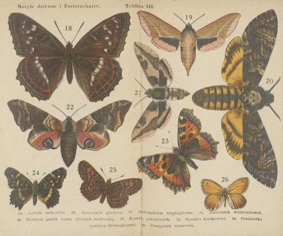 Motyle Atlasik Kieszonkowy Pl 03