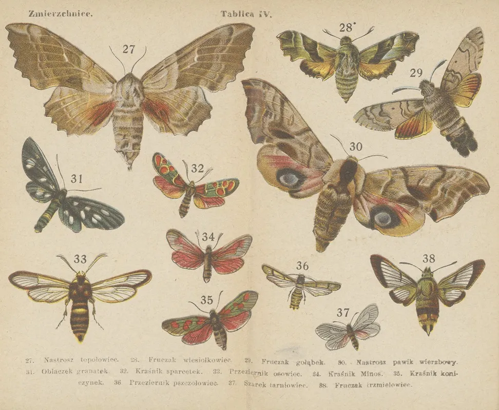 Motyle Atlasik Kieszonkowy Pl 04