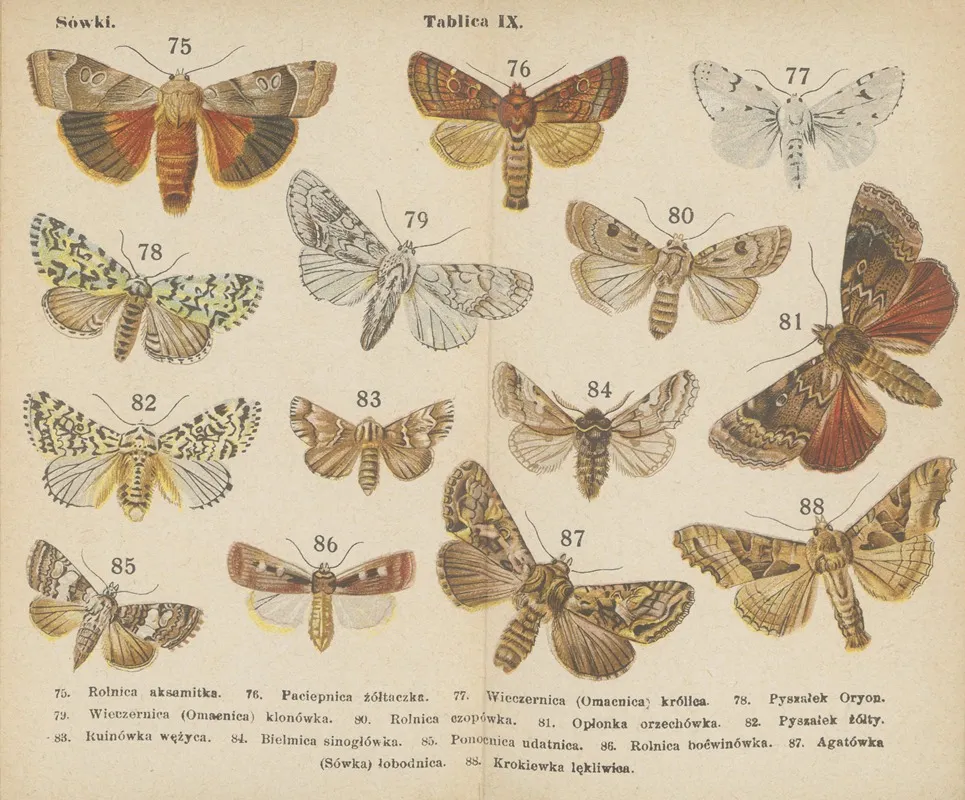 Motyle Atlasik Kieszonkowy Pl 09