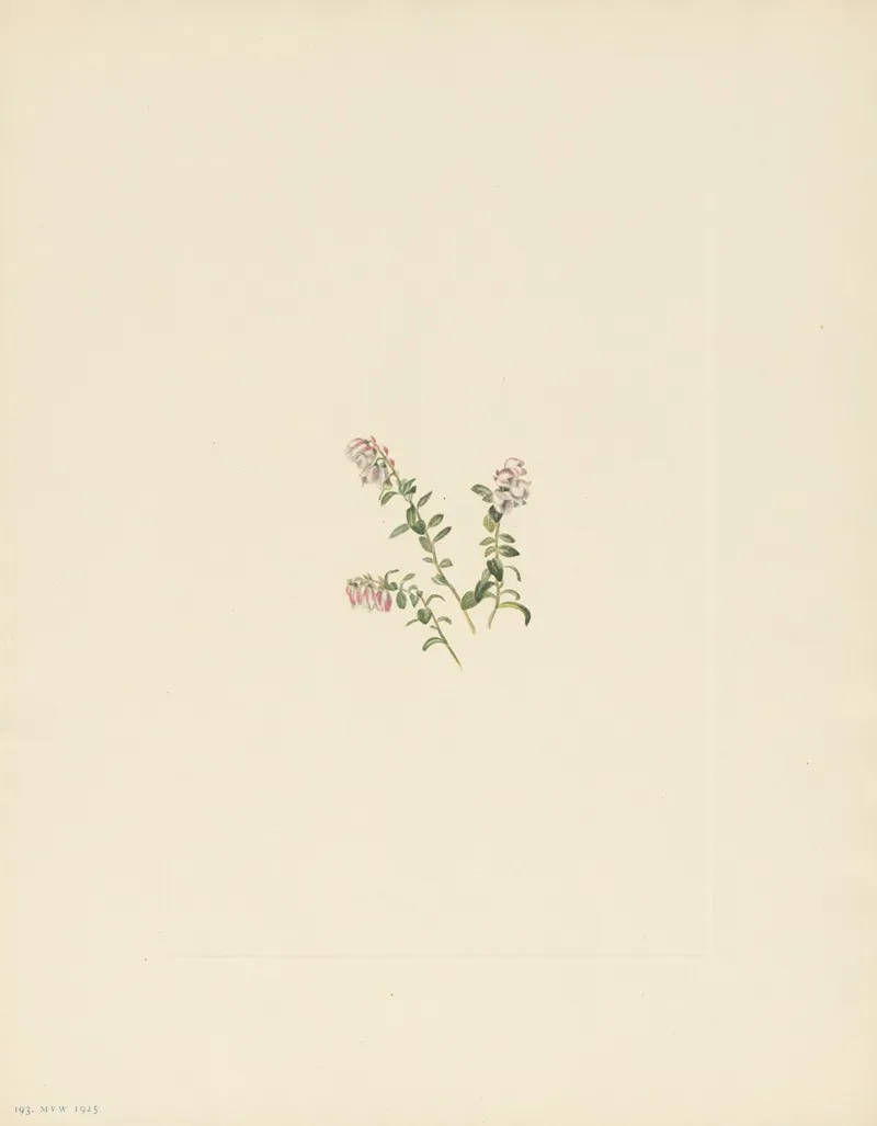 Mountain Cranberry Flower Vaccinium Vitisidaea Minus 2
