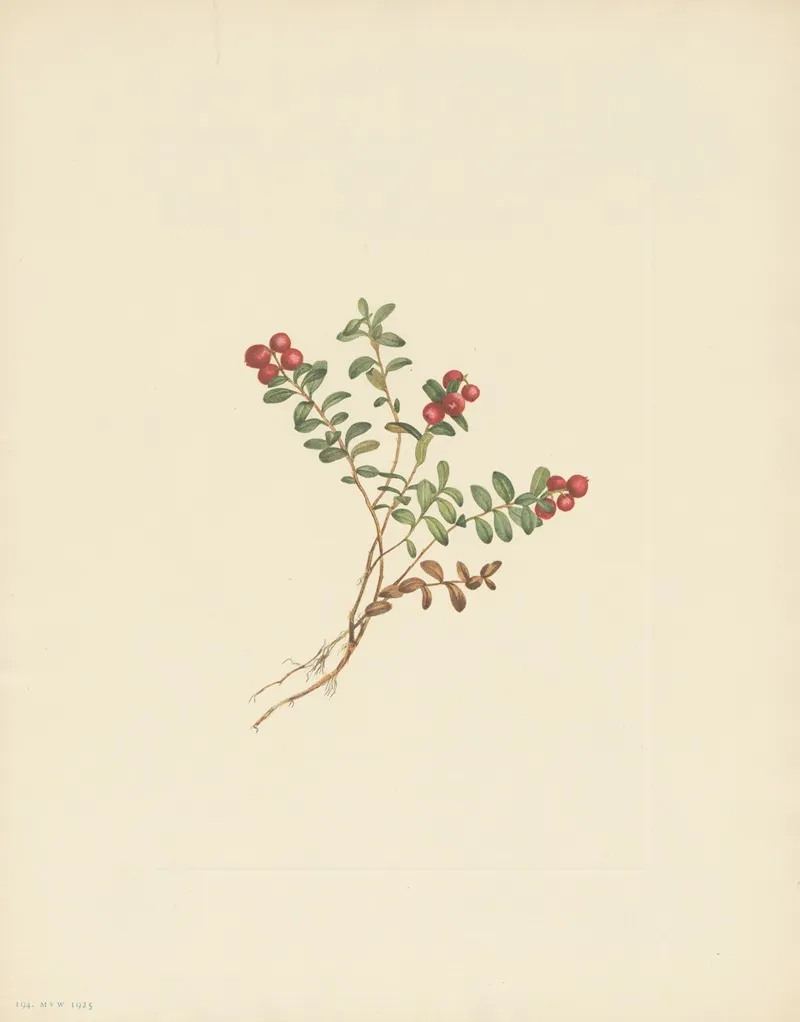 Mountain Cranberry Fruit Vaccinium Vitisidaea Minus 2