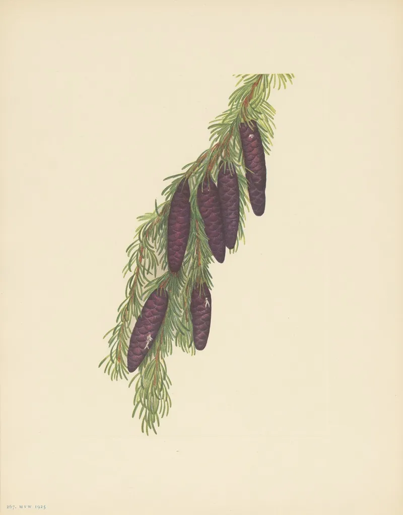 Mountain Hemlock Tsuga Mertensiana 2