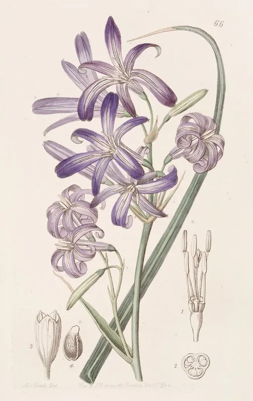 Mountain Ixia Lily