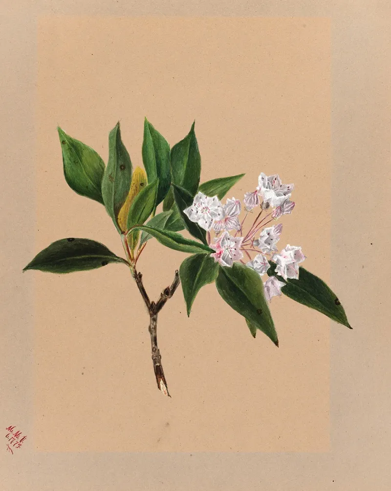Mountain Laurel Kalmia Latifolia 2