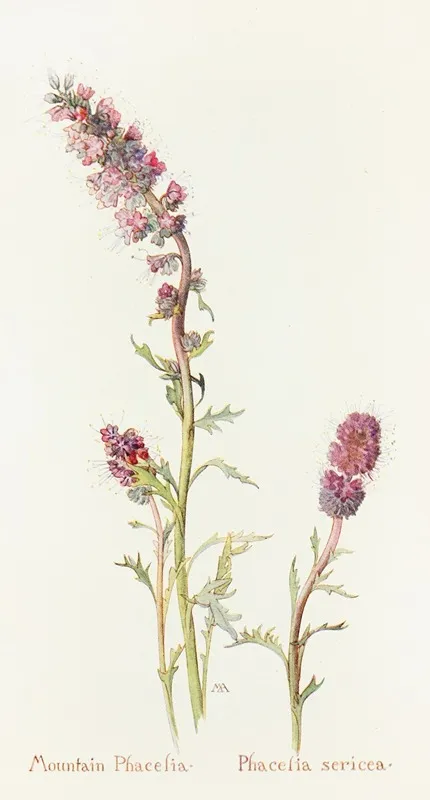 Mountain Phacelia by Margaret Armstrong - Canvas Print