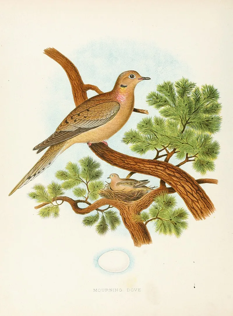 Mourning Dove by Edwin L. Sheppard - Canvas Print