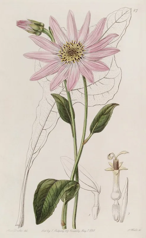 Mr Dicksons Echinacea