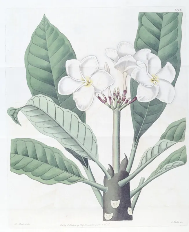 Mr Lamberts Plumeria