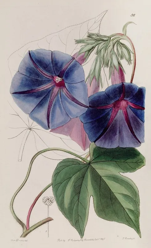 Mr Lears Gaybine by Sydenham Edwards - Canvas Print