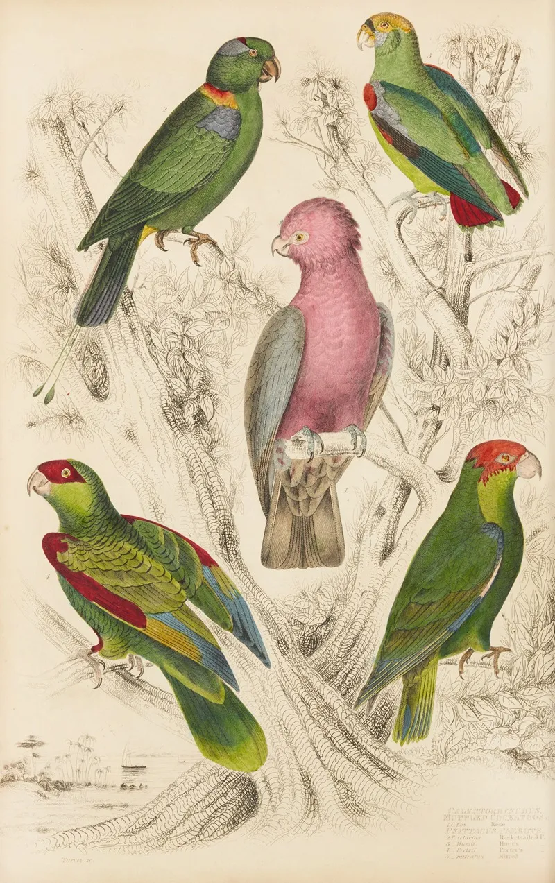 Muffled Cockatoos by William MacGillivray - Canvas Print