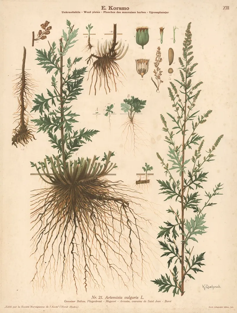Mugwort 2