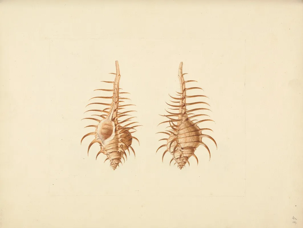 Murex Pecten Venus Comb Murex