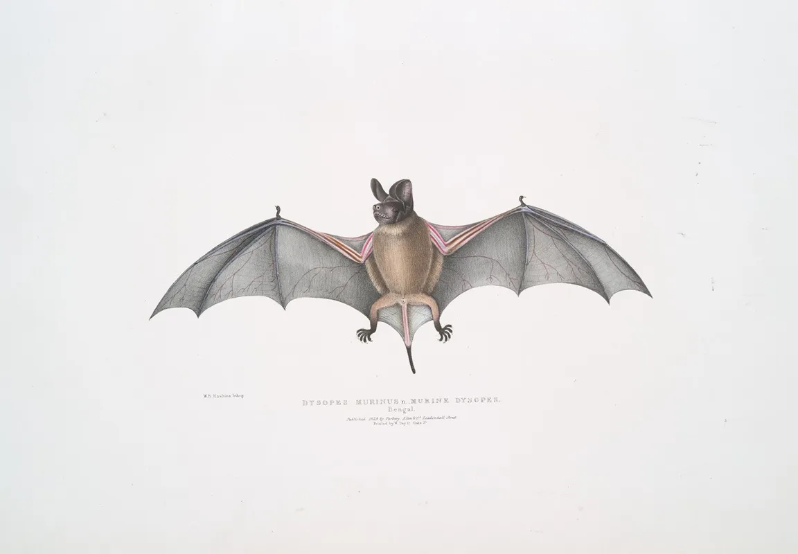 Murine Dysopes Dysopes Murinus