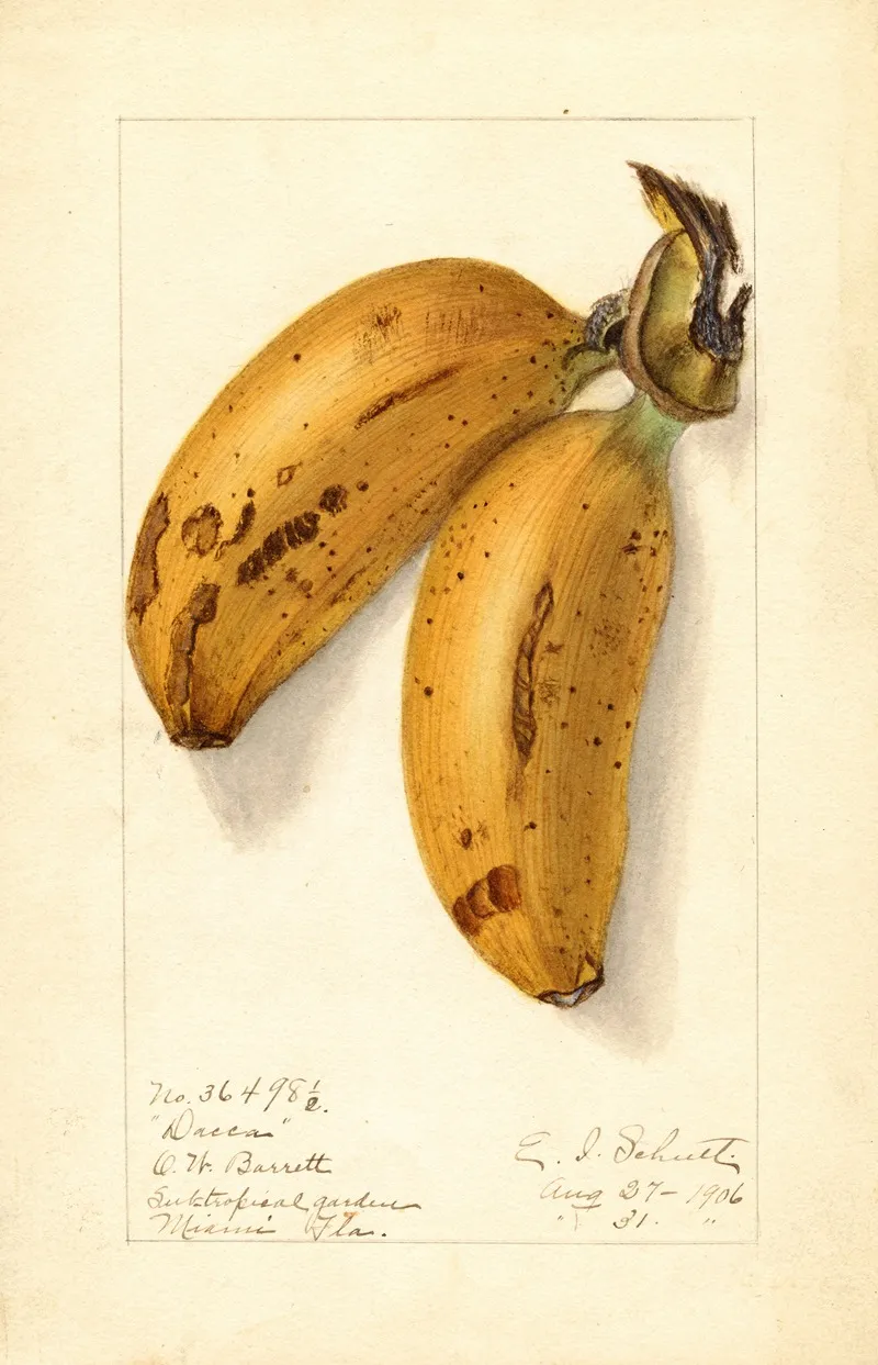 Musa Dacca