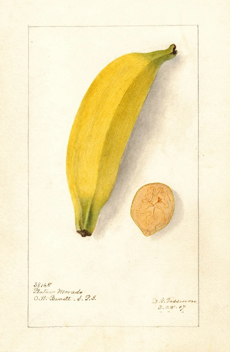 Musa Platano Morado by Deborah Griscom Passmore - Canvas Print