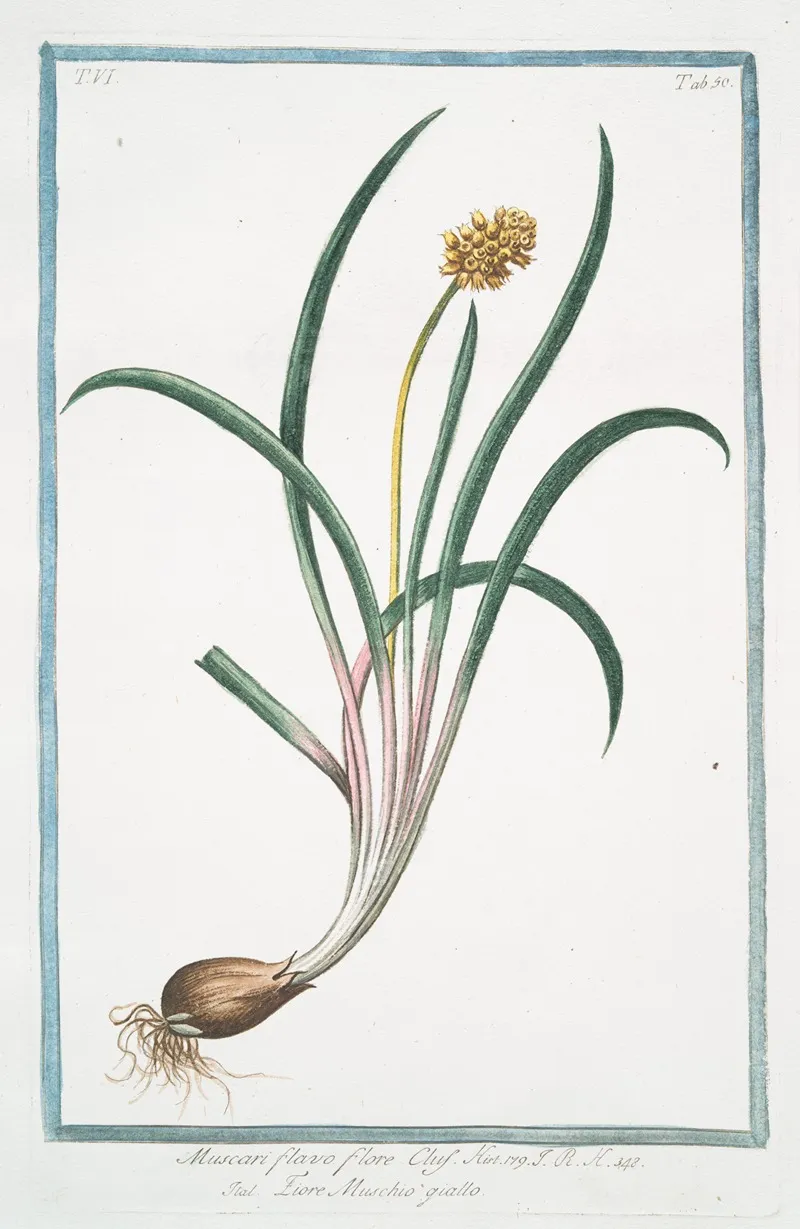 Muscari Flavo Flore Clus Fiore Muschio Giallo Yellow Hyacinth
