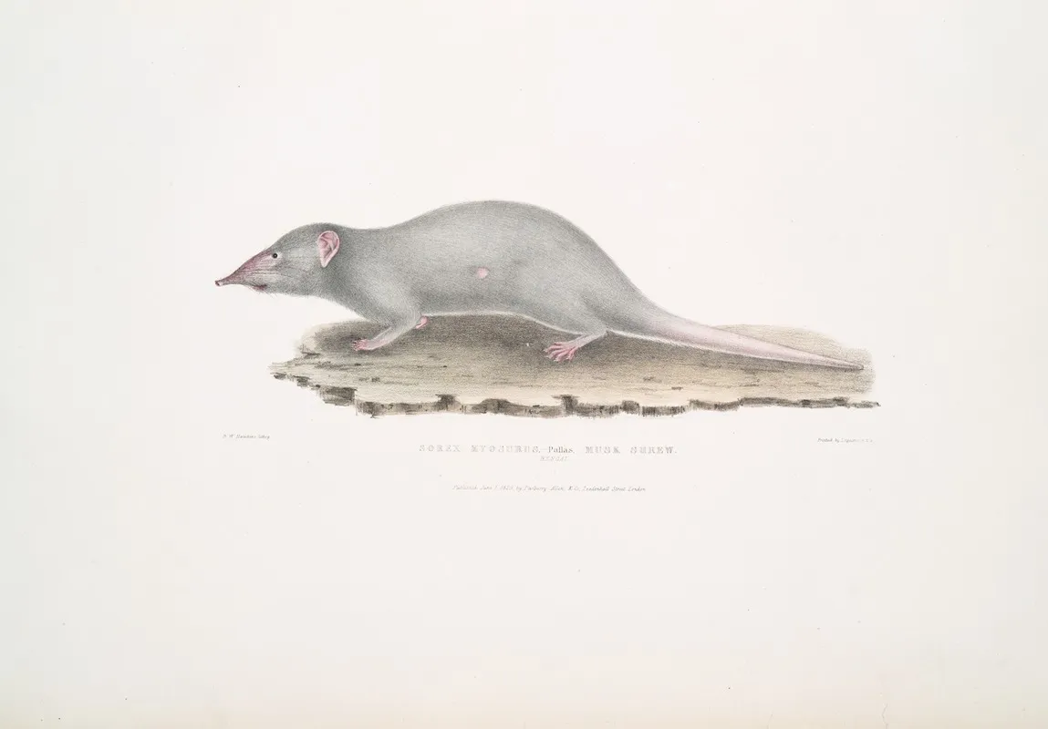 Musk Shrew Sorex Myosurus