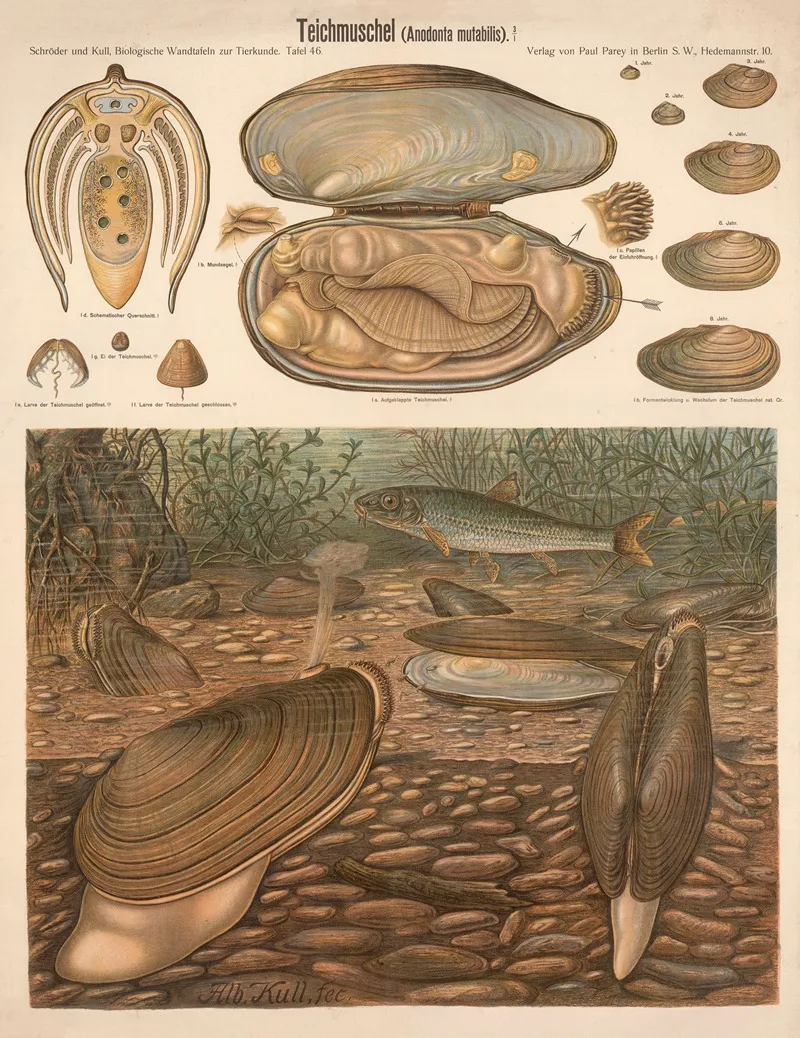 Mussel Anodonta Mutabilis by Albert Kull - Canvas Print