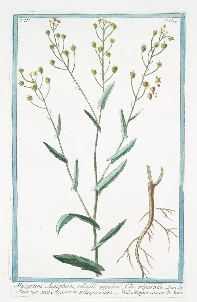 Myagrum Aegyptium Siliqulatis Foliis Tripartitis Sive Myagrum Polyspermum Miagro Con Molti Semi
