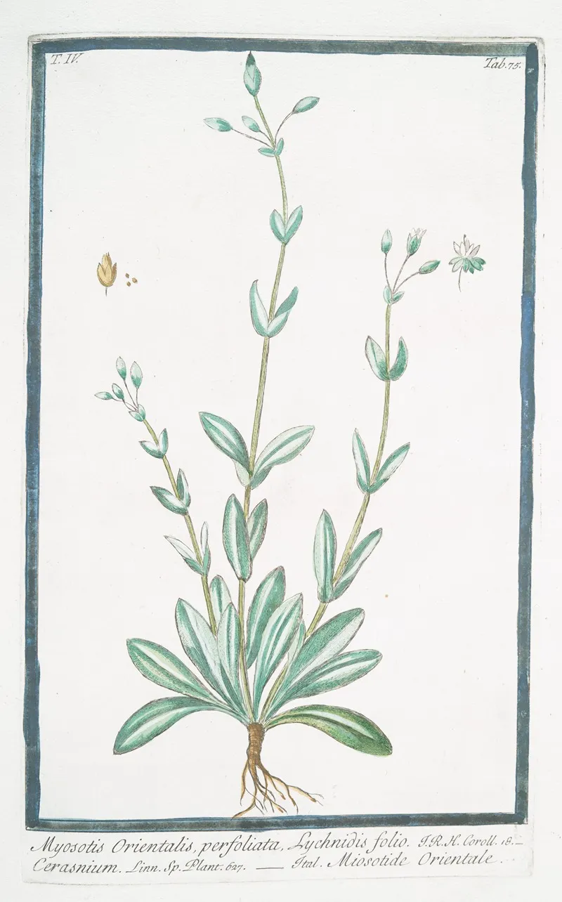 Myosotis Orientalis Perfoliata Lychnidis Folio Cerasnium Miosotide Orientale Forget Me Not