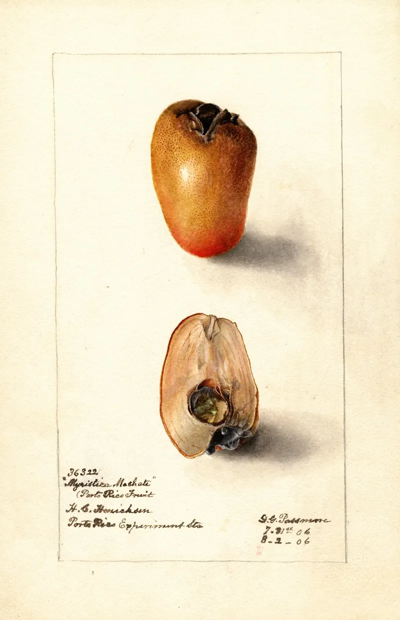 Myristica Fragrans by Deborah Griscom Passmore - Canvas Print