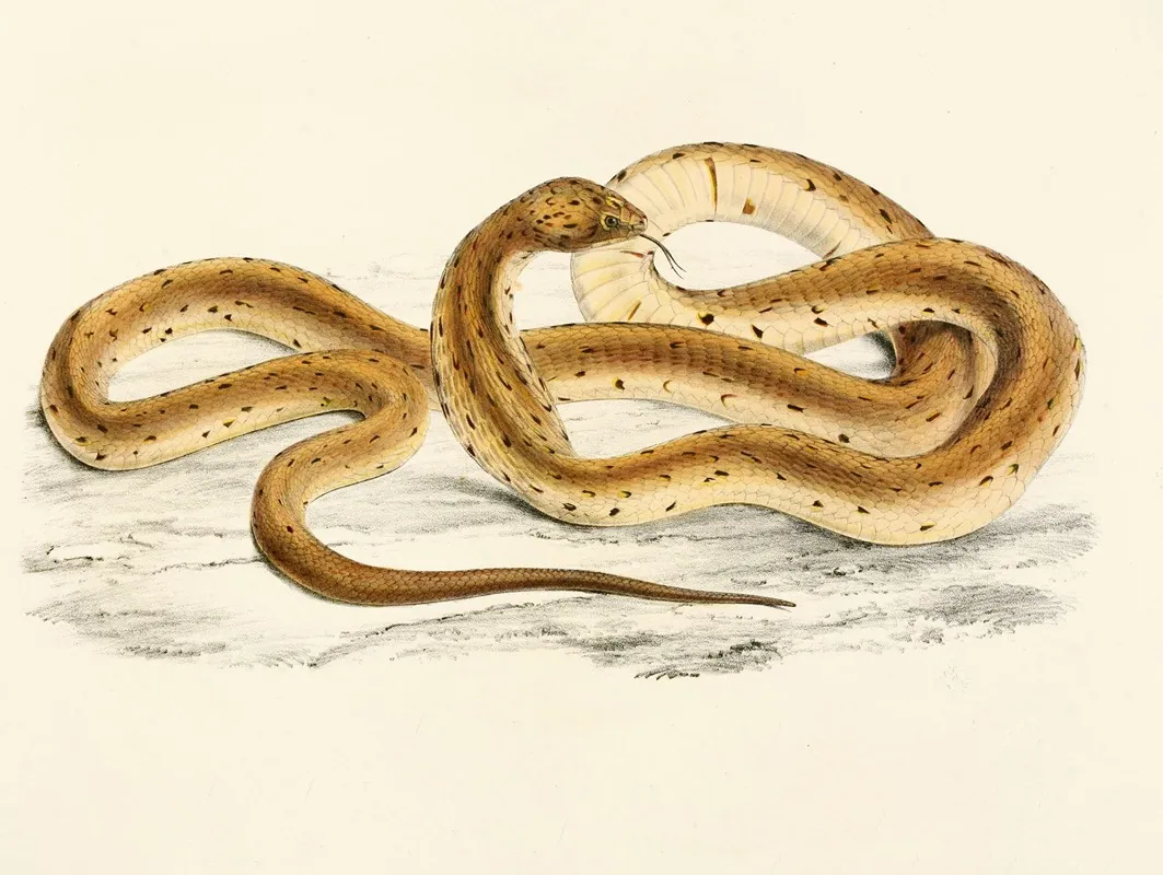 Naia Haje Var A by Sir Andrew Smith - Canvas Print