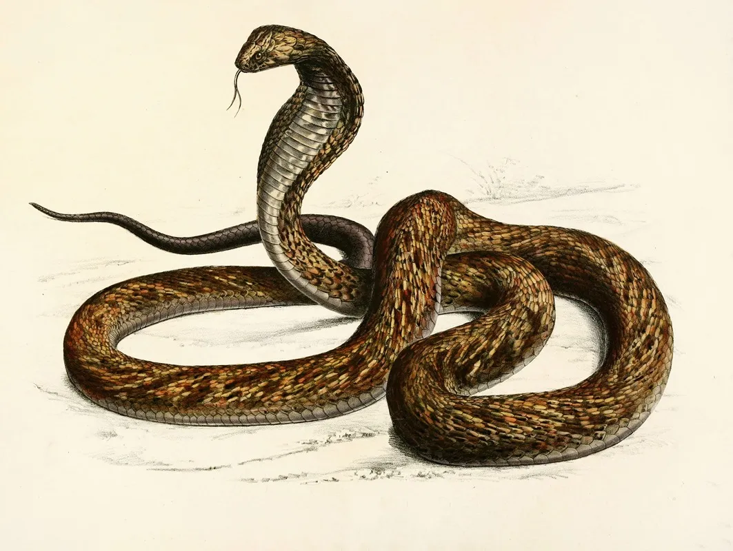 Naia Haje Var B by Sir Andrew Smith - Canvas Print