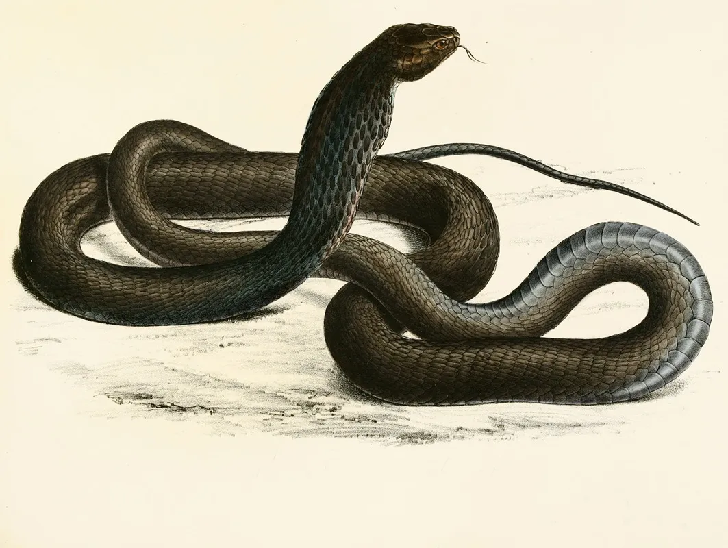 Naia Haje Var C by Sir Andrew Smith - Canvas Print