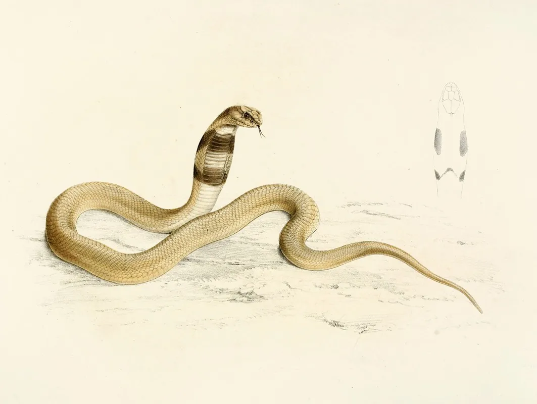 Naia Haje Young by Sir Andrew Smith - Canvas Print