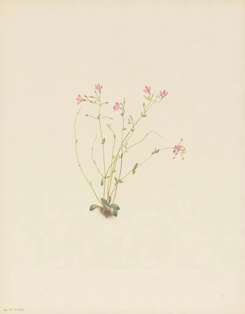 Naiad Springbeauty Claytonia Parvifolia 2