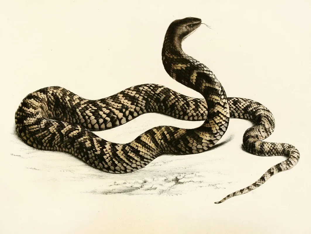 Naja Haemachates by Sir Andrew Smith - Canvas Print